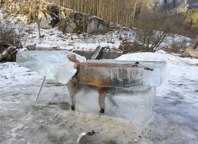 Un Renard pris dans la glace en hiver